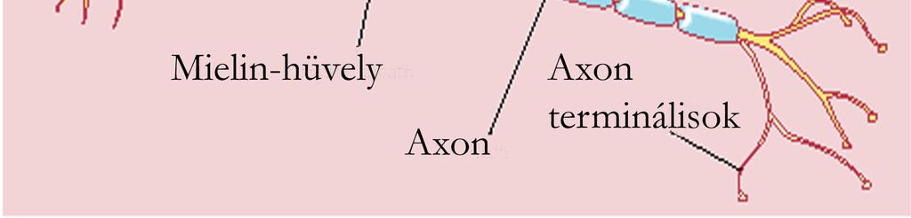 axon (1 2)