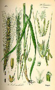 köles, triticale (durum+rozs), kukorica