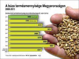 keresztmetszet Keményítő szemcsék Belső
