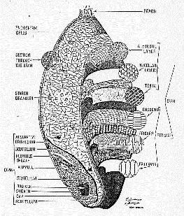 Epicarpium Kutikula keresztir.