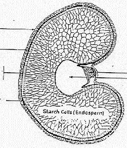 kutikula rétegek Aleuron Endosperm: