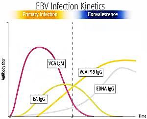 EBV Szűrés: ajánlott az immunmodulátor terápia megkezdése előtt, transzplantált beteg követése