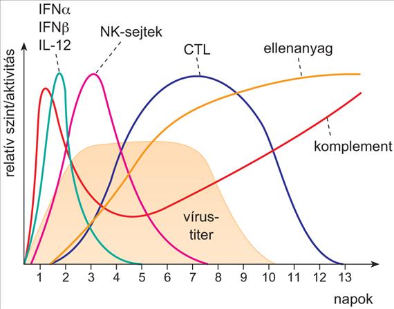 A természetes és az adaptív immunválasz kinetikája Vírus fertőzés - Veleszületett immunreakciók: komplementrendszer alternatív és lektinfüggő útja aktiválódik vírussal fertőzött sejtekből IFNα és β,