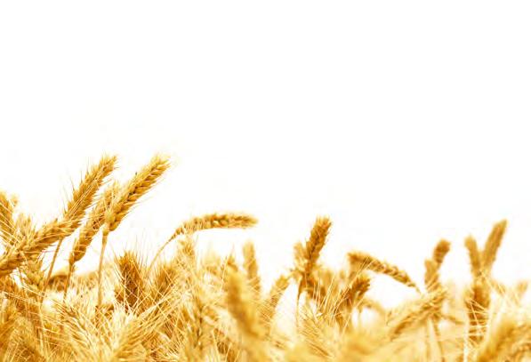 Kalászos vetőmagok Illico - korai, 1. éves és EU listás fajták eredményei (NÉBIH, 2014) 11 10 9 8 7 6 5 4 3 2 1 Fajták Termés (t/ha) 8.27 7.75 7.22 6.52 6.38 5.88 3.56 HYLUX ILLICO HYSPEED st.