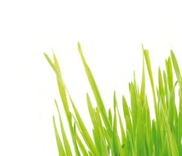 Kalászos vetőmagok Jallon - rekord termés és alkalmazkodó képesség A hibridárpák heterózis előnye nem csak a reproduktív (termőképesség) heterózisban jut kifejezésre.