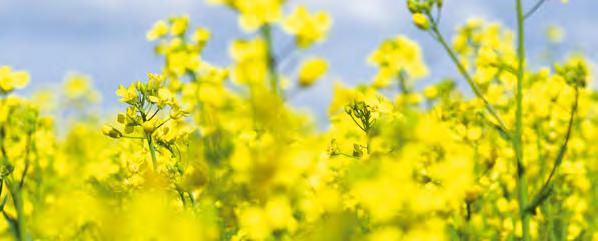 A repce védelme Gombabetegségek elleni védelem Hatóanyag: 200 g/l azoxistrobin + 80 g/l ciprokonazol, Dózis: 0,75-1,0 l/ha EXTRA TERMÉS A BETEGSÉGMENTES ÉVJÁRATOKBAN IS Jellemzői: Hosszú, tartós
