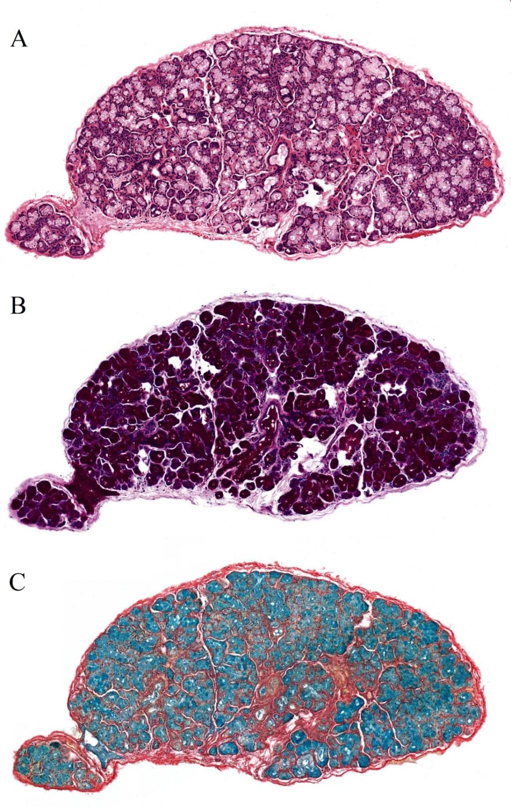 1. kép. Ép morfológiájú kisnyálmirigy lupe nagyítással A-hematoxylin-eosin (HE) festéssel B- Perjódsav-Schiff (PAS) festéssel és C-ecetsavas alciánkék-picrosirius (APS) festéssel.