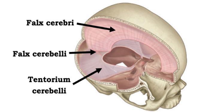 II. SZAKIRODALMI ÁTTEKINTÉS II.1. Anatómia Az agy a koponyában, mint védő csontburokban, és az agyvízben, vagy más néven likvorban helyezkedik el, az ún. cerebrospinális folyadékban lebeg.