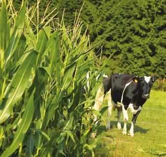 Haladjon a KOR(R)AL tetszetős, kettős hasznosítású zöld száron érő lófogú hibrid jó hidegtűrés, gyors kezdeti fejlődés háromvonalas hibrid kiváló alkalmazkodóképessége van megbízható, stabil termés