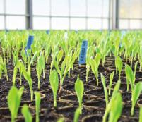 KWS - Minőségirányítás Minőségi paraméterek 15 éve Magyarországon! HÍREK A KWS azt a célt tűzte ki maga elé, hogy évről évre kiemelkedő minőségű kukorica vetőmagokat kínáljon az ügyfeleinek.