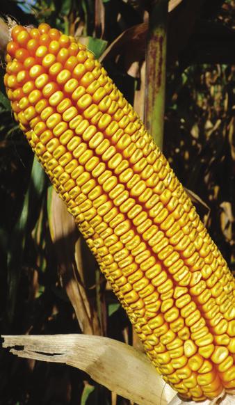 Középérésű KASSIUS 350 400 Vezér a termésben, vezér a KWS-ben KASSIUS szemes kukorica 350-400-as szegmensből erőteljes tavaszi fejlődési eréllyel rendelkezik jó hidegtűrés jellemzi korai vethetőség