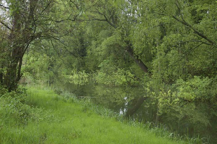 A vizes élőhelyeket bokorfüzesek és fehér fűz ligeterdők szegélyezik.