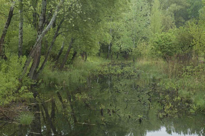 A tájidegen növények: pikkely- és tűlevelű nyitvatermők, pl.