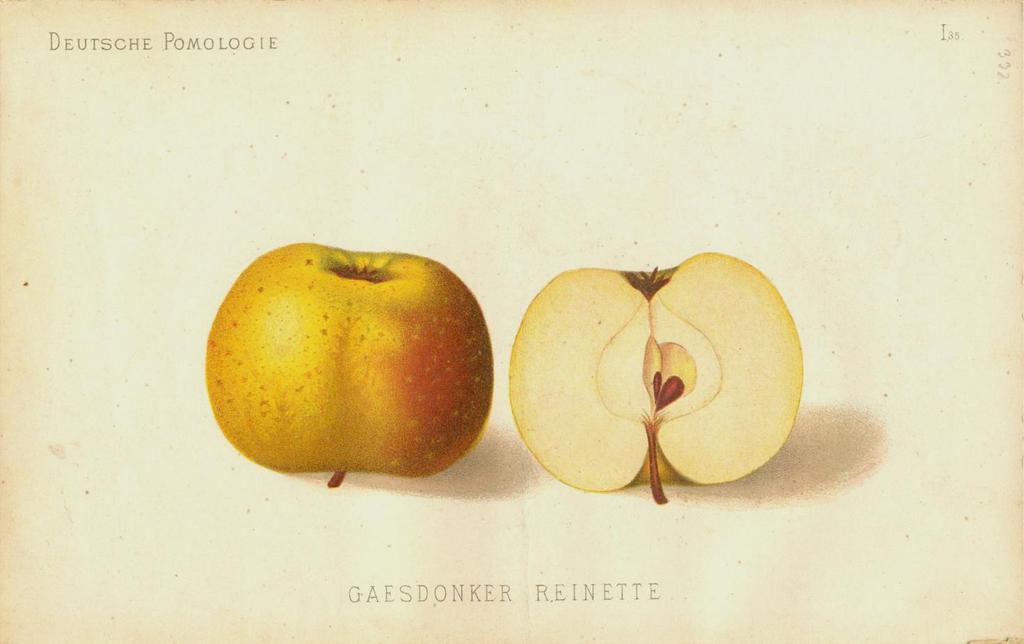KÉPEK KÉPEK A Wiener Illustrirten Gartenzeitung mellékleteként megjelent reklám, a