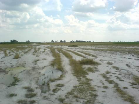 Kiemelt közösségű jelentőségű élőhelyek 1530 Pannonic salt steppes and marshes Az eurázsiai sztyeppzóna szikeseinek legnyugatibb