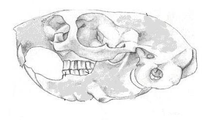 b) Húzd alá az állat megnevezését a felsoroltak közül, mely réteken és mezőkön él és melyhez a képen látható fogsor tartozik.