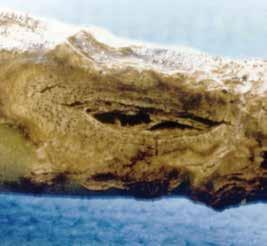 Gombás Fómás betegség Leptosphaeria maculans (anamorf: Phoma lingam) Világszerte Tünetei az ovális, besüppedő, világosbarna foltok, melyek lilás-feketés szélekkel a szárak alsó részén