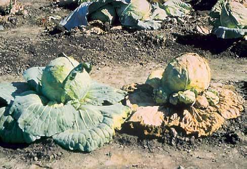 Gombás Rhizoctonia solani Rhizoctonia solani Világszerte A fertőzés általában káposztán jellemző, fejesedés után, amikor a gomba behatol a fertőzött talajjal érintkező levelekbe és a szárba.