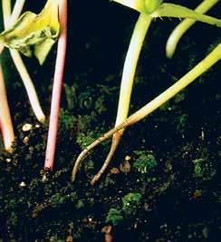 Gombás Palántadőlés és szárvékonyodás Pythium spp., Fusarium spp.