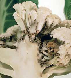 A baktérium apró szürkés-barnás foltokat okoz a karfiol rózsáján, amely a felületet és az alatta lévő szöveteket egyaránt érintheti.