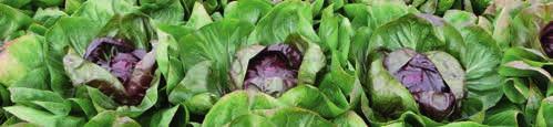 Vörös és zöld cikória saláta Leonardo Uranus Speciálisan későnyári, őszi termesztésre alkalmas Középkései, nyárvégi, őszi termesztésre alkalmas 82 napos fajta. A fejek élénk sötétvörösek, fajta.
