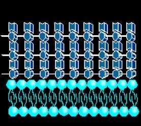 2. Irodalmi áttekintés 2.1. Mycobacteriumok A Mycobacteriumok aerob, pálcika alakú (0.4x3 µm), spórával szaporodó, csillóval nem rendelkezı baktériumok.