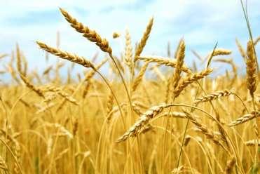 SZIE AGK Tessedik Campus KÉPZÉSEINK: Alapképzések - Vidékfejlesztési agrármérnök BSc szak - Mezőgazdasági és