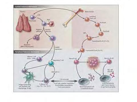 funkciózavar: IPEX (immun dysreguláció, enteropathia, endocrinopathia, fiúkban) B sejtműködés és tolerancia defektusa Autoreaktív B sejtek