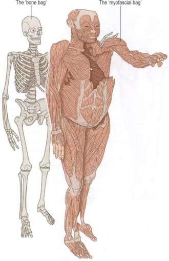 A MYOFASCIA A myofascia az izom és az azt körülvevő kötőszöveti háló egysége.