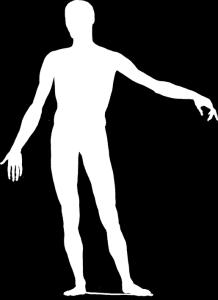 MYOFASCIA LIS MERIDIA NOK Ida Rolf és Tom Myers kutatásai A myofasciális meridián egy szerkezeti hálón belül található, egymással szövetesen kapcsolódó, egy mélységben lévő és egy vonalba rendeződő