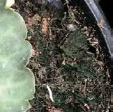 ..22 Lombtrágyázás Wuxal Boron Plus...24 Wuxal Microplant...24 Wuxal Ascofol...24 Wuxal Kalcium...25 Wuxal Aminocal.