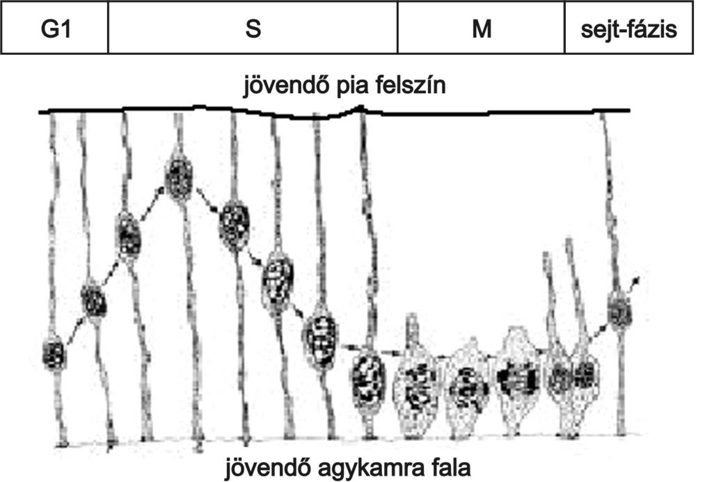 A csõvé záródás során a csõ két oldalán kimarad egy-egy neuroektoder macsík, a neurális léc. Ebbõl fejlõdik a peri fériás A idegrendszer.