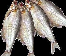 belezett, 10% glazúr 600-900 g ömlesztett Fogasfilé, 10% glazúr (készlet erejéig) 170-230 g