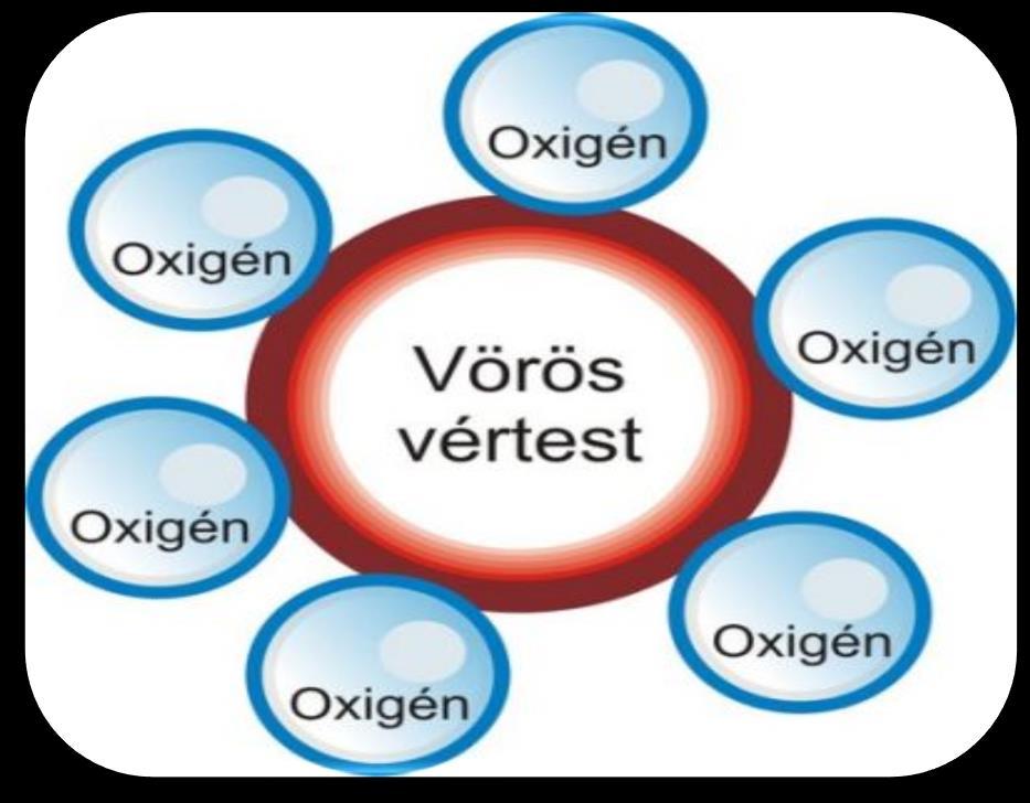 A VÉR Az oxigén bennük egy vastartalmú fehérjemolekulához, a hemoglobinhoz kötődik.