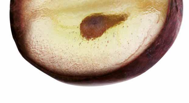 nologie Erjesztés ERJESZTÉS ture Élesztők...4 ZYMAFLORE XPURE...5 ZYMAFLORE ÉGIDE - nem-saccharomyces - ÚJ TERMÉK...6 ZYMAFLORE Alpha - nem-saccharomyces...6 ZYMAFLORE választék.