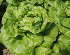 saláta levéltetű LMV saláta mozaikvírus Bl saláta peronoszpóra (Bremia lactucae) Szabadföldre egész évben Egész éves termesztésre is alkalmas Magszárképzéssel szemben igen jól ellenáll Jól