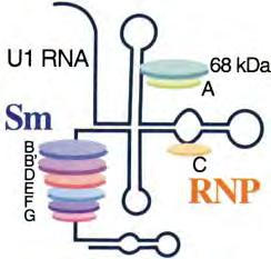 5. ENA (folytatás): U1-snRNP: az Sm-RNP komplex része (target antigének: 68 (70) kda, A, C) Az MCTD diagnosztikai markere (100% specificitás), hiánya
