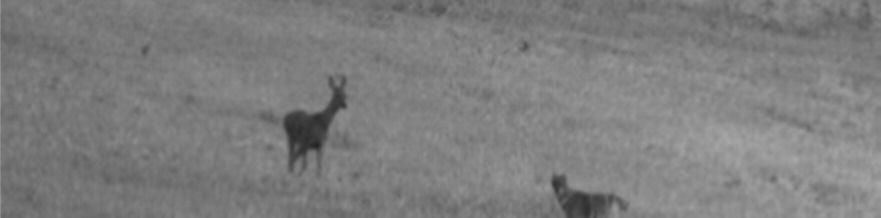 2: Some of mammal predator of the Brown hares (a golden jackal, b red fox, c wild boar, d European badger) Source: own photo (2016) rókák