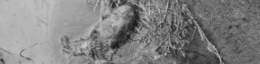 csökkent a teríték nagysága az elő - ző vadászati idényhez képest.