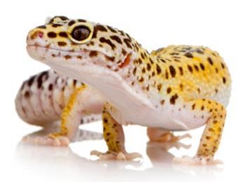 Szakállas agáma Iguania