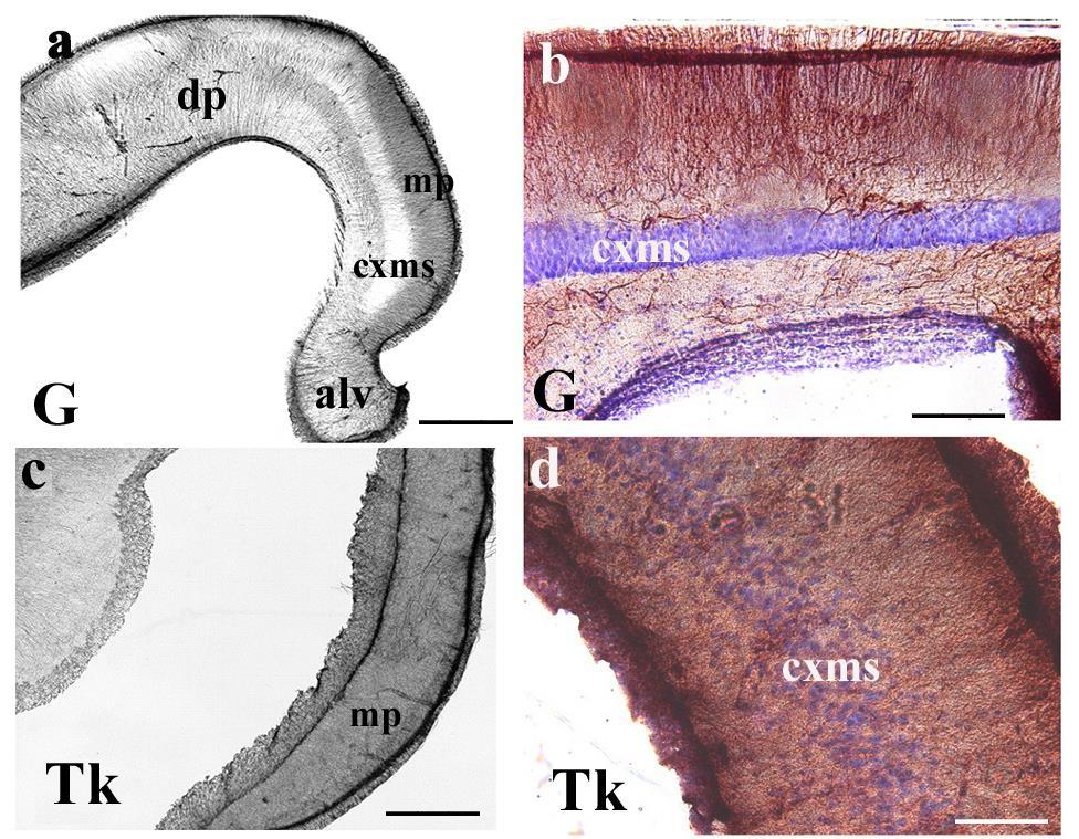 Telencephalon: Pallium G-gekkó; Tk-kínai viziteknős; mp-mediális pallium, dp-dorzális pallium, cxms-cortex med.