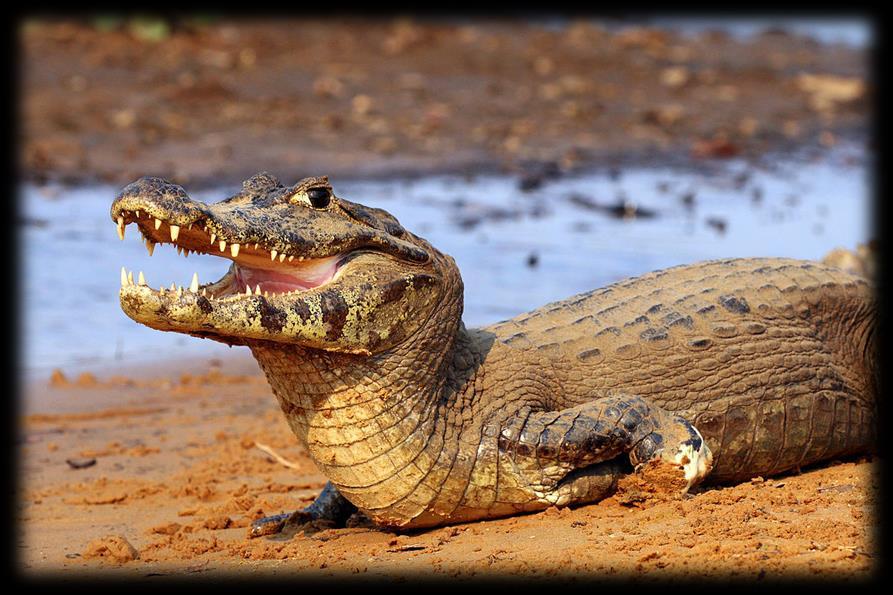 structures in the brain of a Crocodilian, Caiman crocodilus, and its bearing