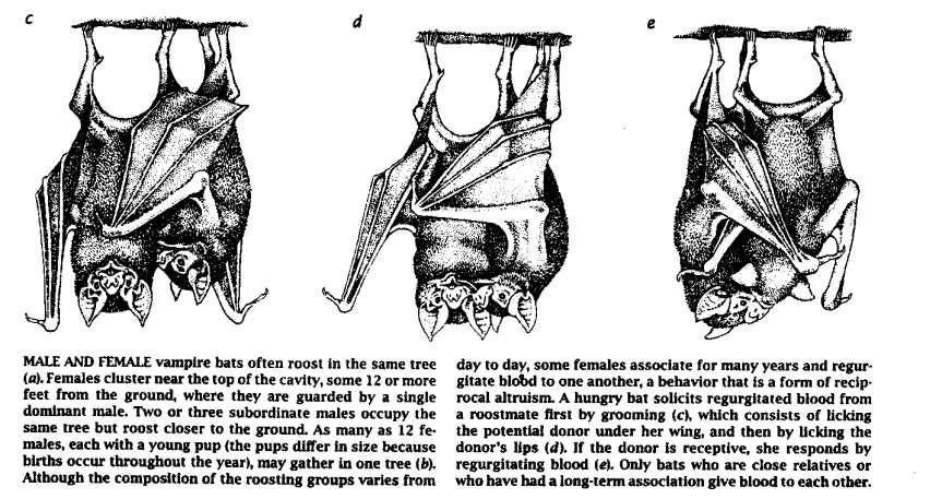 Vámpírdenevérek igazi altruisták Sikertelen vadászat 2 éjjelen át éhen halnak 15-20 fős, stabil csoportok (rokonok és nem rokonok is) Hosszú élettartam