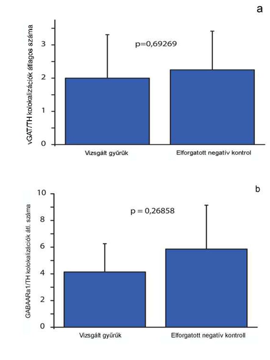 18. ábra Az oszlopdiagramok a TH /vgat(a) illetve TH/GABAARa1 (b) a periszomatikus gyűrűkkel kolokalizáló plakkok átlagos számát mutatják az eredeti mintákon