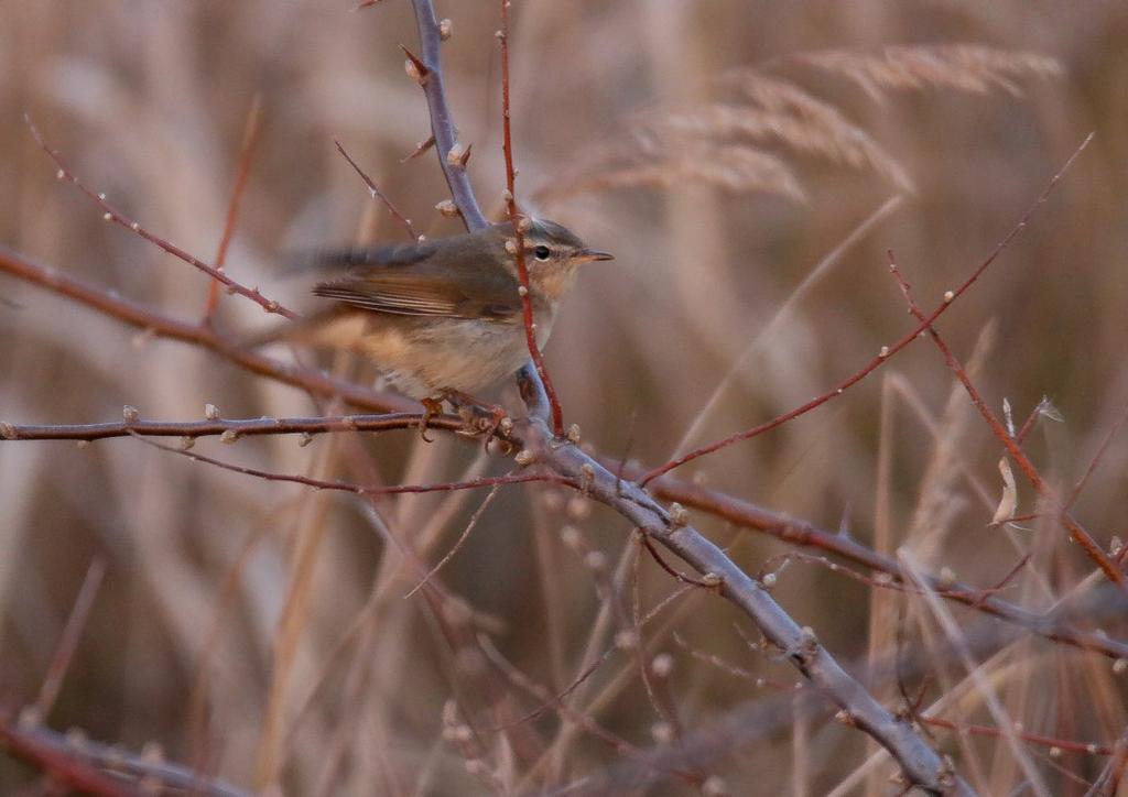 Barna füzike (Phylloscopus fuscatus) 2014. december 31. Bugyi, bányató (fotó: Osvald Olivér) Vörösfejű gébics (Lanius senator) (1973 óta: 15, költés: 2) 2014. május 12. Karcag, Hegyesbor 1 hím pld.