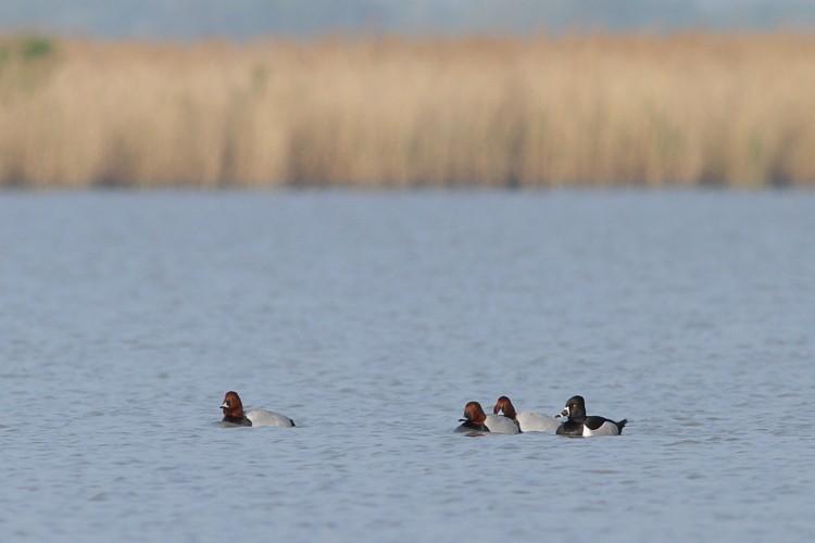 Örvös réce (Aythya collaris) 2014. április 13. Sándorfalva, Fehér-tó (fotó: Barkóczi Csaba) E kategória Fakó keselyű (Gyps fulvus) 2014. május 6. Hercegszántó, külterület 1 imm. (2y) pld.