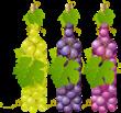 Indul a borszőlő vásár Idén hamarabb, mint bármikor a S.A.S.I. Zöldségesnél!!! Szombatra (09.01.) érkezik: - Cserszegi fűszeres Vasárnapra (09.02.