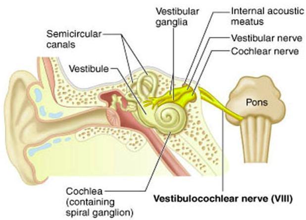 Vizuális rendszer Proprioceptív rendszer Vestibularis rendszer