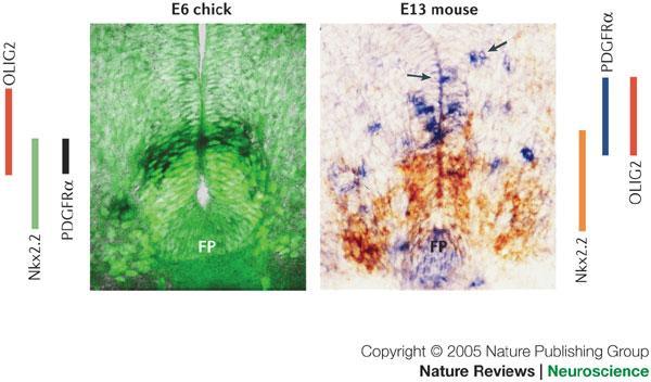 Ventral origin of PDGFRα-positive oligodendrocyte precursors.