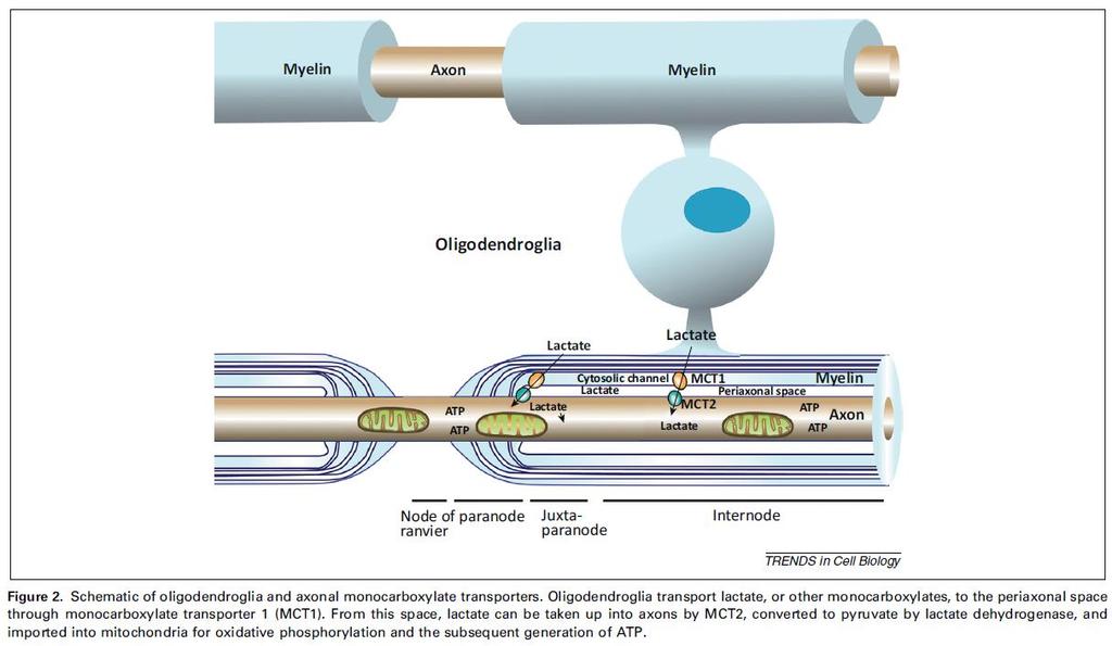 axon